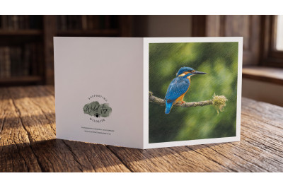 Female Kingfisher Greeting Card